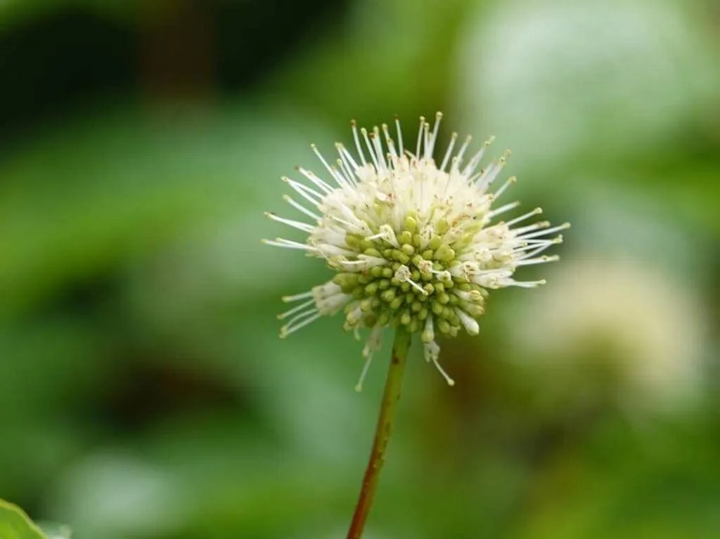 Ismerd meg a Gömbvirág (Cephalanthus occidentalis) különböző fajtáit, gondozási igényeit, ültetésének legjobb időpontját és hogyan védekezhetsz kártevők ellen. Tudd meg az öntözési módszereket is!