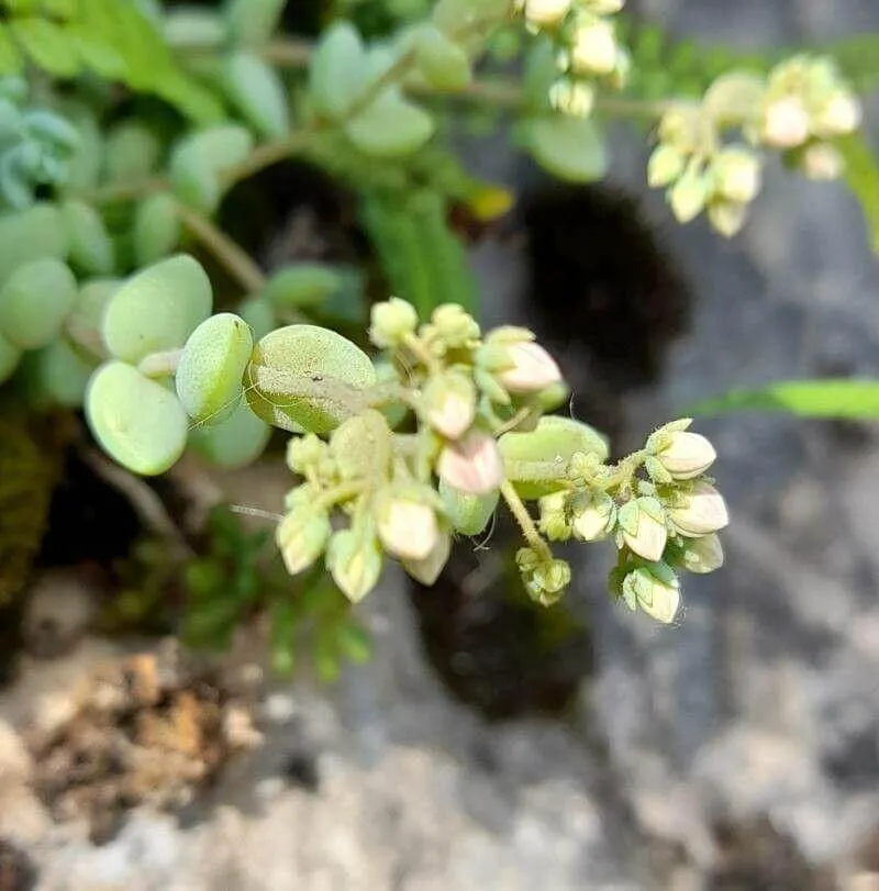 Ismerd meg a Göndör varjúháj (Sedum dasyphyllum) fajtáit, gondozását, teleltetését és kártevőivel szembeni védekezést. Tudd meg hogyan kell helyesen öntözni és metszeni ezt a különleges pozsgás növényt!