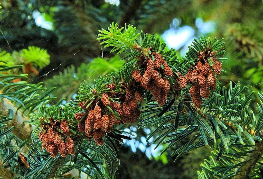 Ismerd meg a Görög jegenyefenyőt (Abies cephalonica)! Fedezd fel fajtáit, gondozását, teleltetését és kártevők elleni védekezést. Tudd meg hogyan kell elhelyezni a kertben!