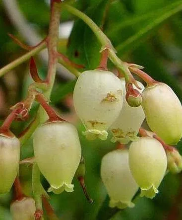 Fedezd fel a Görög szamócafa (Arbutus andrachne) fajtáit, gondozását és teleltetését! Ismerd meg az öntözési módszereket és a leggyakoribb kártevőket is.