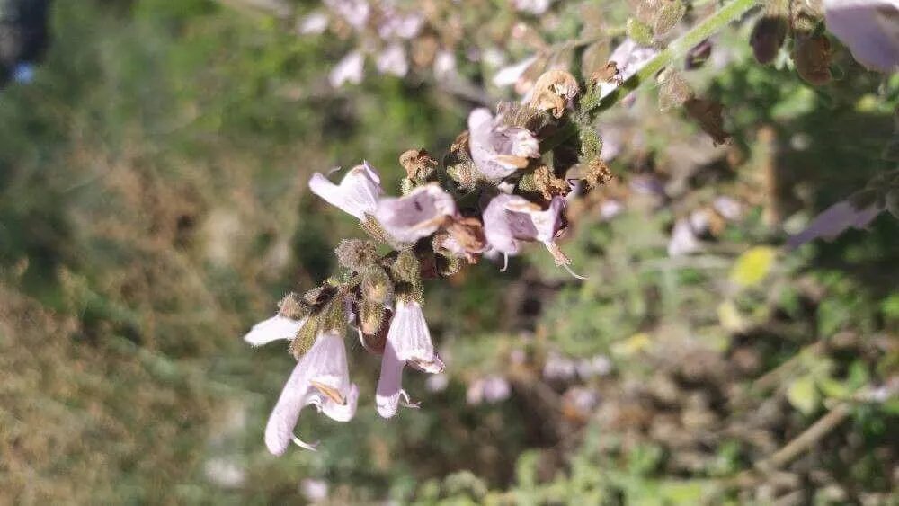 Ismerd meg a Görög zsályát (Salvia fruticosa)! Fedezd fel fajtáit, gondozását, teleltetését és kártevőivel szembeni védekezést. Tudd meg hogyan kell helyesen ültetni és metszeni!