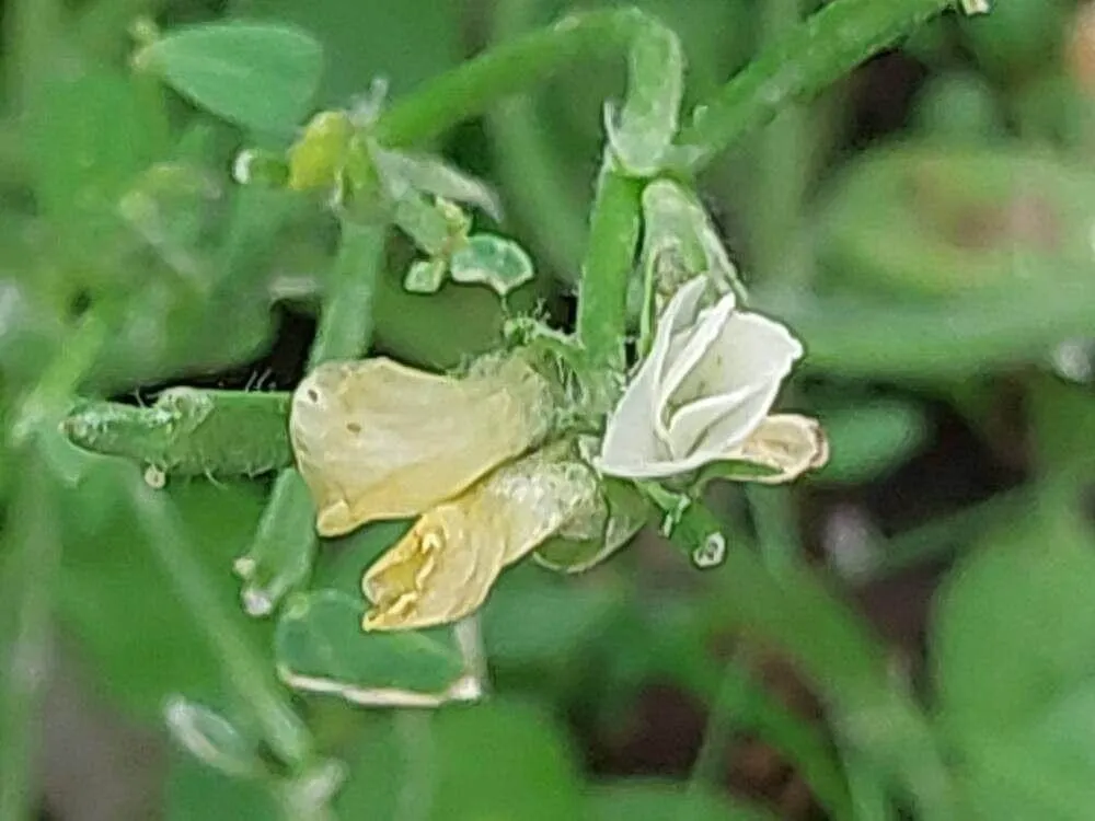 Ismerd meg a Görögszénát (Trigonella foenum-graecum)! Cikkünkben bemutatjuk a fajtákat, az ültetést és gondozást. Tudd meg hogyan teleltesd el helyesen!