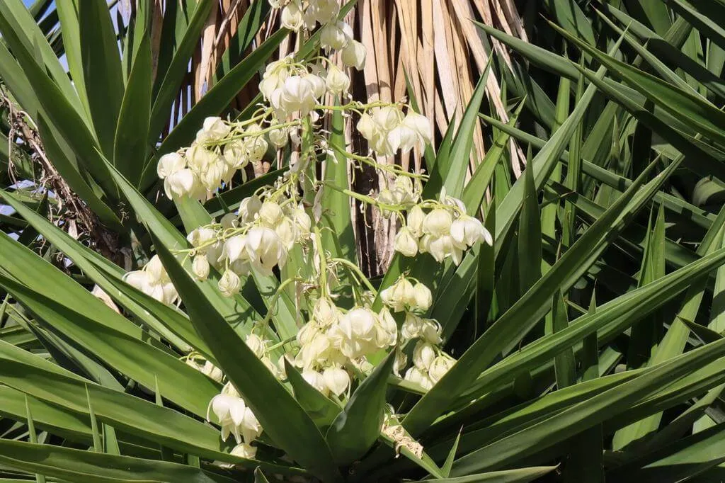 Ismerd meg a Guatemalai pálmaliliom (Yucca gigantea) fajtáit és jellemzőit! Tudd meg hogyan kell gondozni, teleltetni, öntözni és szaporítani ezt a különleges növényt. Olvasd el a leggyakoribb kártevők elleni védekezési technikákat is!