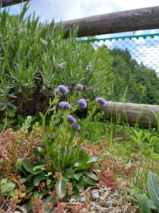 Ismerd meg a Gubóvirág (Globularia repens) fajtáit, gondozását, ültetését és betegségeit. Tudd meg hogyan teleltessük megfelelően! Olvasd el a legjobb öntözési módszereket is!