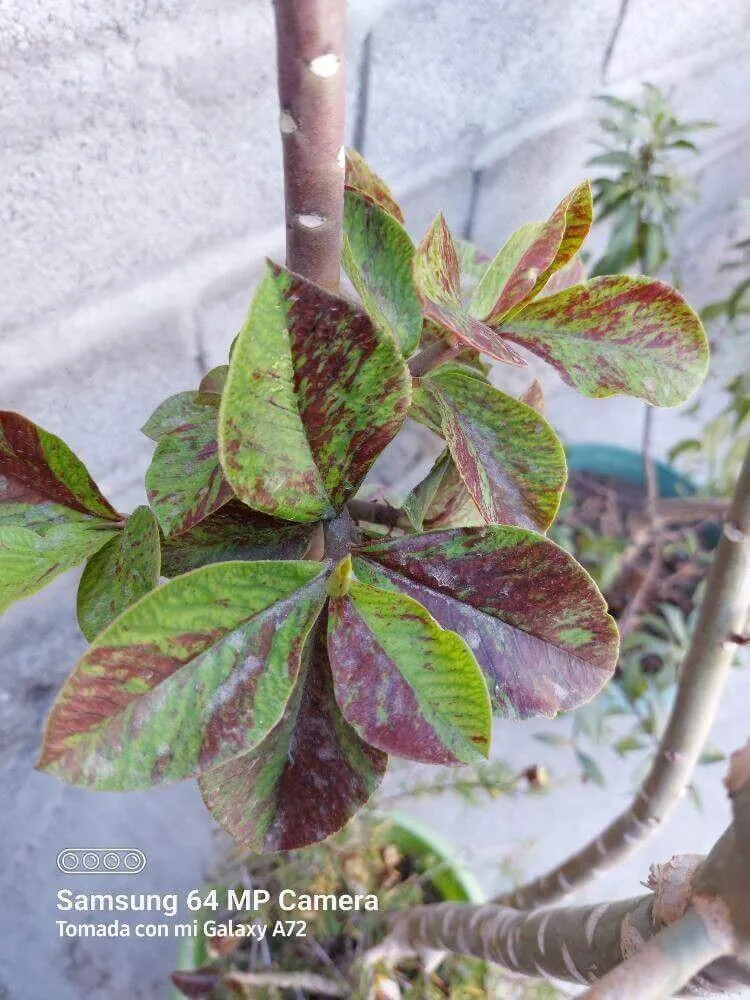 Ismerd meg a Gumifát (Euphorbia umbellata), annak fajtáit mint az E. tirucalli és E. lactea! Tudd meg hogyan kell ültetni, gondozni, teleltetni valamint védekezni a kártevők ellen!