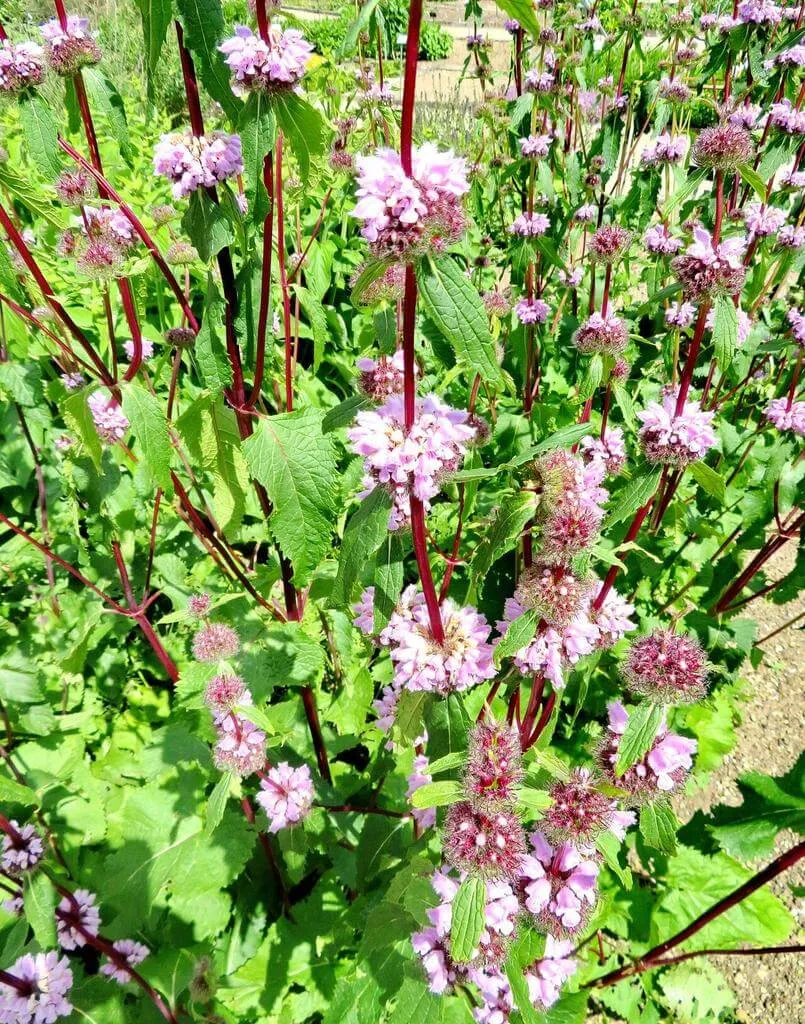 Ismerd meg a Gumós macskahere (Phlomoides tuberosa) fajtáit (Albiflora, Rosea), gondozását, teleltetését és leggyakoribb betegségeit. Tudd meg hogyan kell helyesen öntözni és metszeni ezt az évelő növényt!