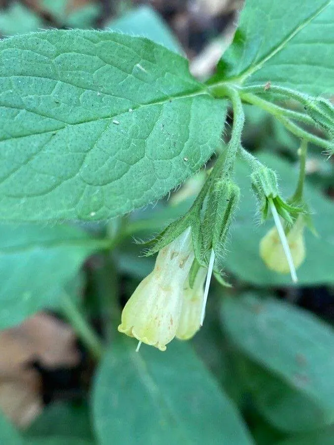 Ismerd meg a Gumós nadálytőt (Symphytum tuberosum)! Tudd meg a legjobb ültetési időpontokat, gondozási tippeket és kártevők elleni védekezést. Olvasd el az öntözési módszereket és talajtakarítási eljárásokat is!