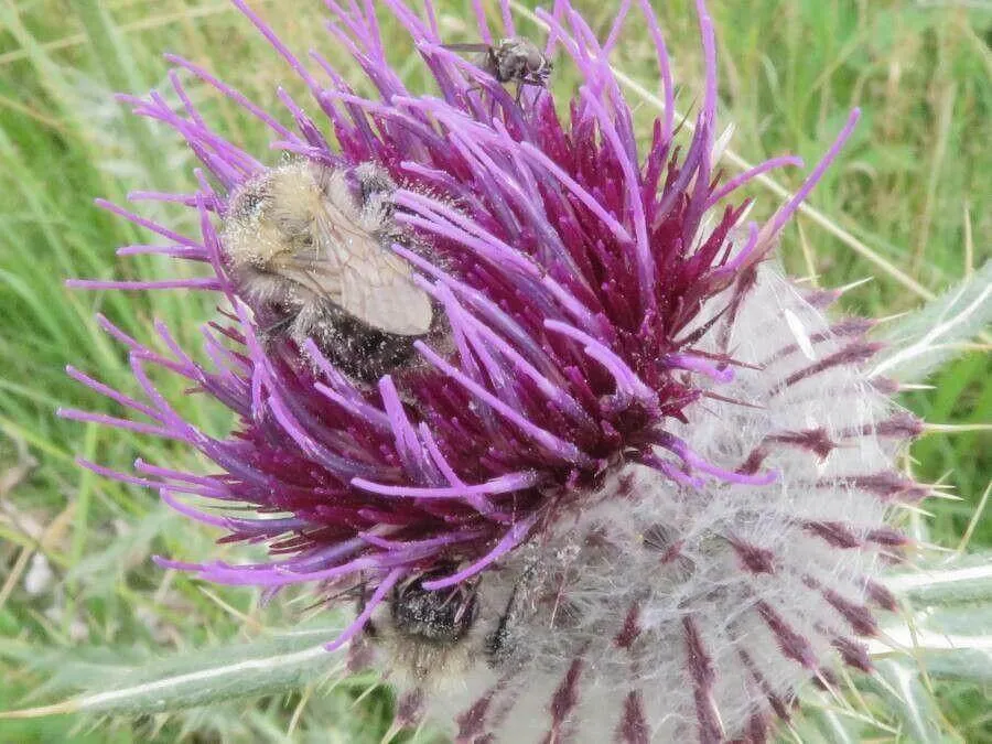 Ismerd meg a Gyapjas aszat (Cirsium eriophorum) fajtáit, gondozását és teleltetését! Tudd meg hogyan kell öntözni, szaporítani és védekezni a leggyakoribb kártevők ellen.