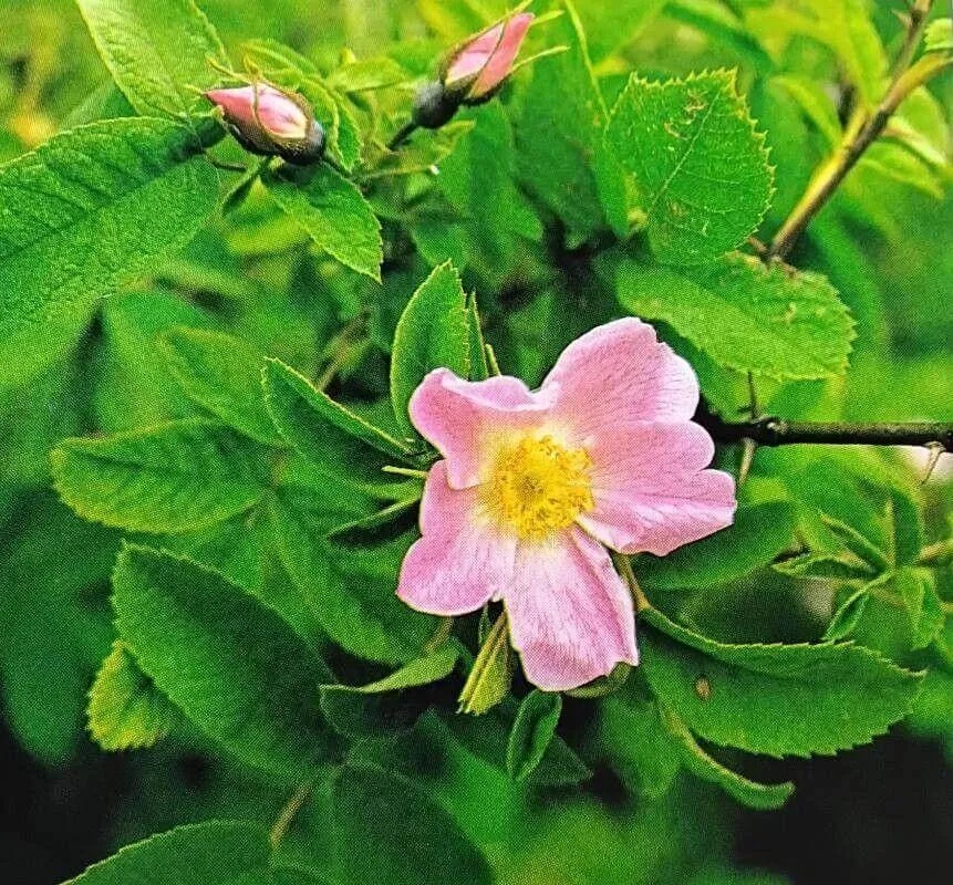 Ismerd meg a Gyapjas rózsát (Rosa villosa)! Fedezd fel fajtáit, gondozási igényeit, teleltetési tippeket és a leggyakoribb betegségeket. Tudd meg hogyan kell metszeni és szaporítani ezt a különleges növényt!