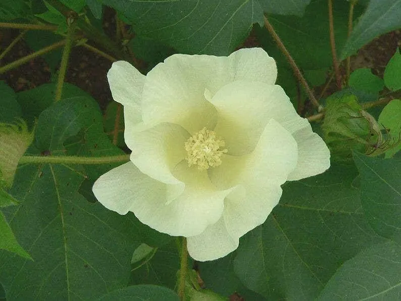 Ismerd meg a Gyapot (Gossypium herbaceum) fajtáit és jellemzőit! Tudd meg hogyan kell gondozni, öntözni, teleltetni. Fedezd fel a leggyakoribb kártevőket és betegségeket!