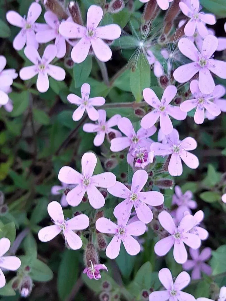 Ismerd meg a Gyepes szappanfűt (Saponaria ocymoides)! Fedezd fel fajtáit (Rosea, Alba), gondozását, teleltetését és öntözési módszereit. Tudd meg a kártevők elleni védekezést is!