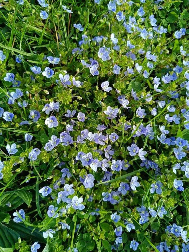 Ismerd meg a Gyepes veronikát (Veronica filiformis)! Fedezd fel fajtáit, gondozási igényeit, teleltetését és gyakori betegségeit. Tudd meg hogyan öntözd megfelelően!