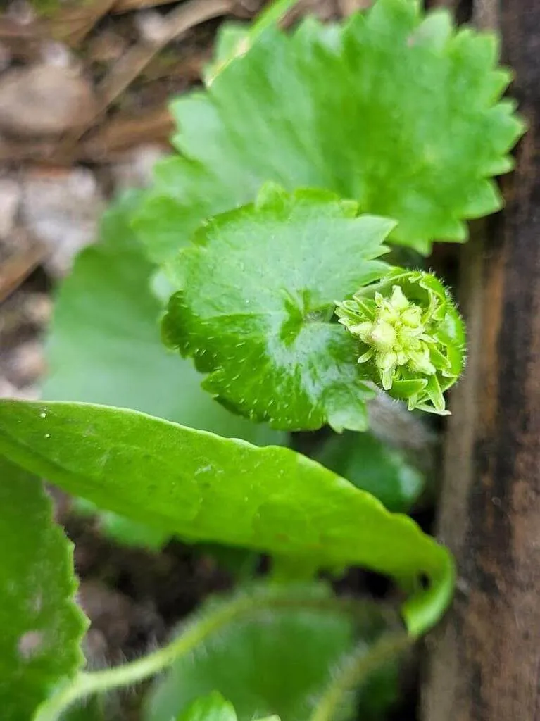 Ismerd meg a Gyeplápfű (Hydrocotyle sibthorpioides) fajtáit, gondozását, teleltetését és leggyakoribb betegségeit. Tudd meg hogyan kell helyesen öntözni és metszeni ezt a különleges növényt!