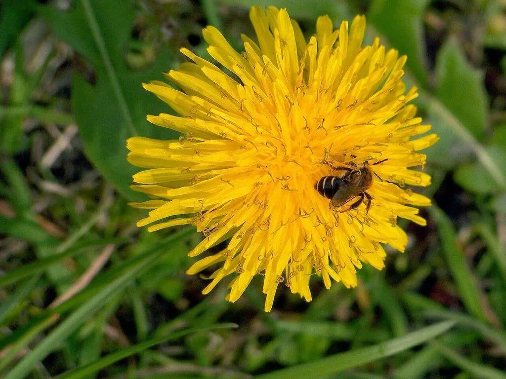 Ismerd meg a Gyermekláncfű (Taraxacum dissectum) fajtáit és jellemzőit! Tudd meg hogyan kell gondozni, ültetni és átültetni. Fedezd fel a leggyakoribb kártevőket és betegségeket!