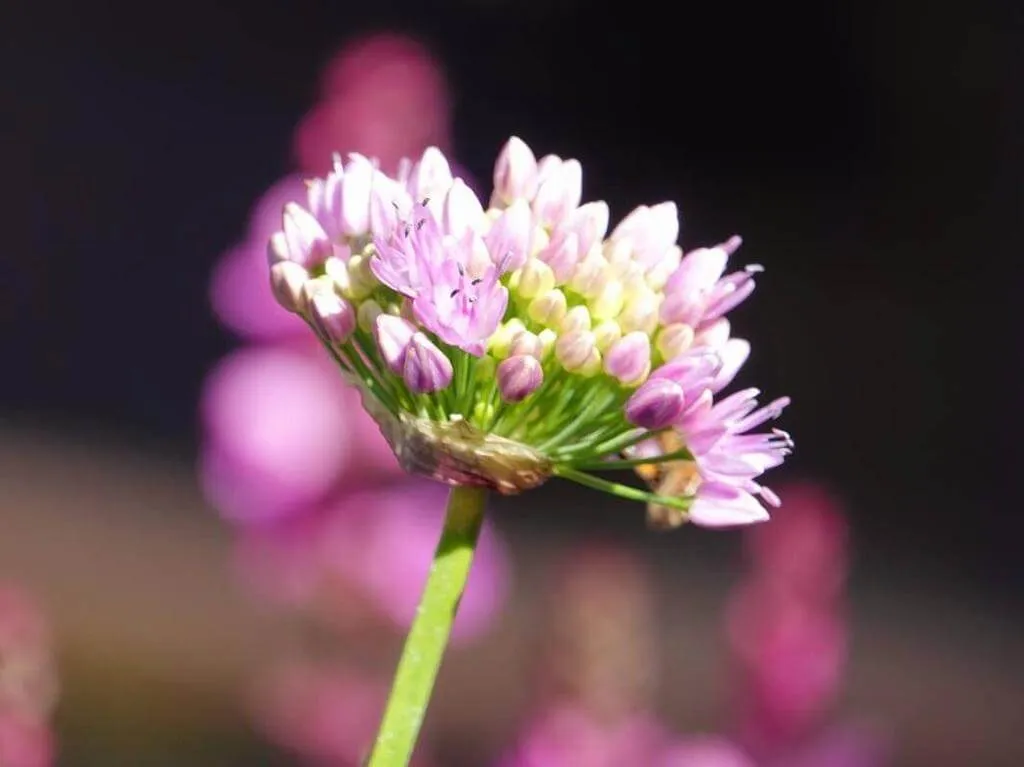 Ismerd meg a Gyíkhagymát (Allium angulosum)! Fedezd fel fajtáit, gondozási titkait, teleltetését és öntözési módszereit. Tudd meg hogyan kell szaporítani és védekezni kártevők ellen!