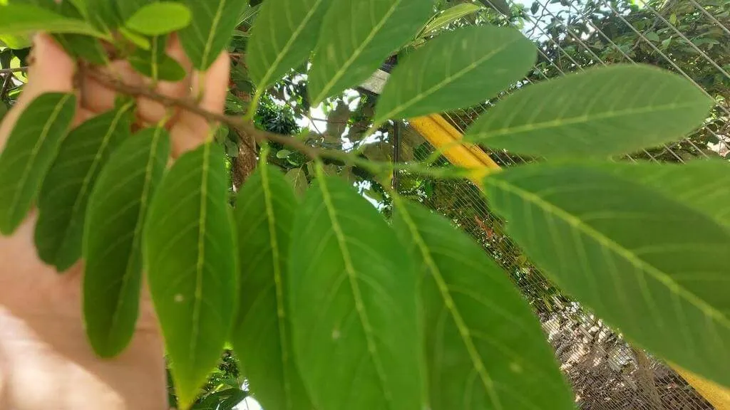 Ismerd meg a Gyömbéralma (Annona squamosa) fajtáit mint a Pink és White, gondozását napfényigénye szerint, teleltetését hideg időben. Tudd meg az öntözési módszereket és kártevők elleni védekezést!