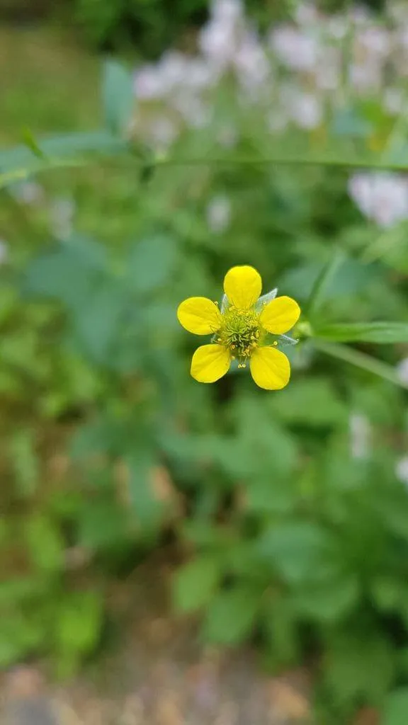 Ismerd meg a Gyömbérgyökért (Geum macrophyllum), annak fajtáit, gondozását, teleltetését és kártevőivel való védekezést. Tudd meg hogyan kell helyesen ültetni és metszeni ezt az évelőt.