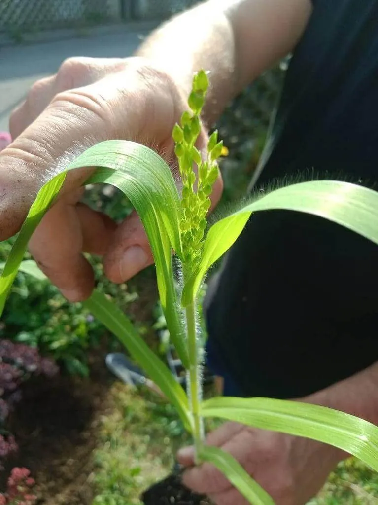 Ismerd meg a Gyomköles (Panicum miliaceum) fajtáit, gondozását és teleltetését. Tudd meg az öntözési módszereket és a kártevők elleni védekezést!