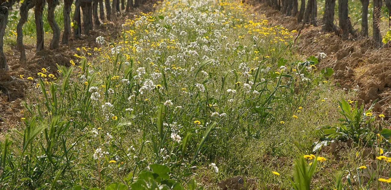 Gyomnövények titkai: Hogyan uraljuk kertünk zöld betolakodóit? Gyomnövények titkai: Hogyan uraljuk kertünk zöld betolakodóit?