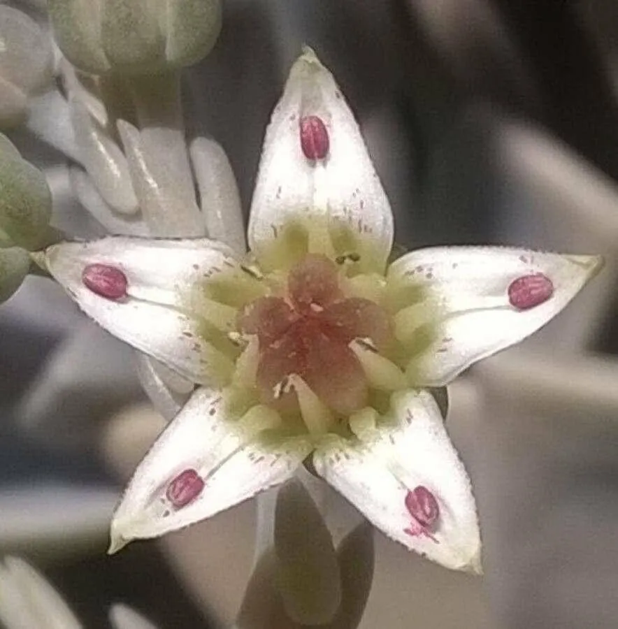 Ismerd meg a Gyöngyház virág (Graptopetalum paraguayense) gondozását! Tudd meg a legjobb öntözési módszereket, teleltetést és szaporítást. Fedezd fel a kártevőket és betegségeiket is!