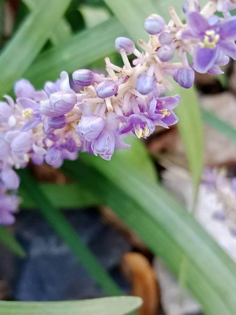 Ismerd meg a Gyöngyikés gyepliliom (Liriope muscari) fajtáit mint a Big Blue és Silver Dragon, gondozását, öntözési igényeit valamint átültetésének titkait. Tudd meg hogyan védekezhetsz kártevők ellen!