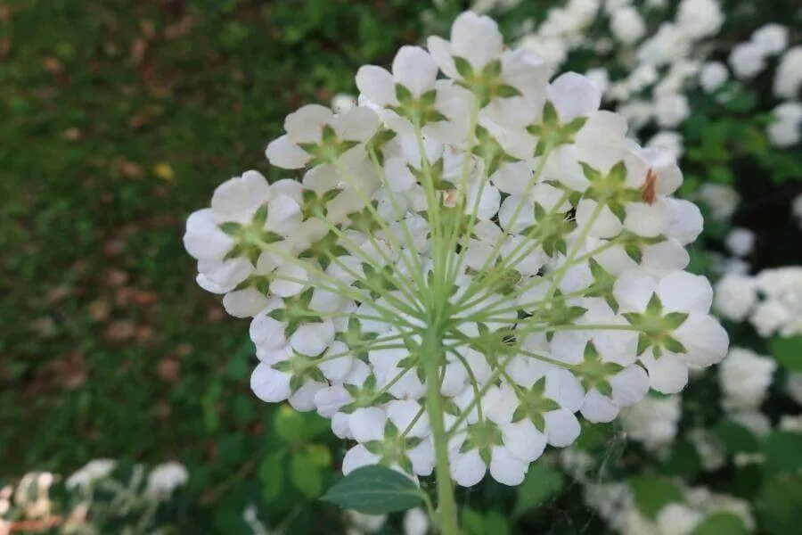 Ismerd meg a Gyöngyvessző (Spiraea chamaedryfolia) fajtáit, gondozását és teleltetését! Tudd meg hogyan öntözd helyesen és védd meg kártevőktől.