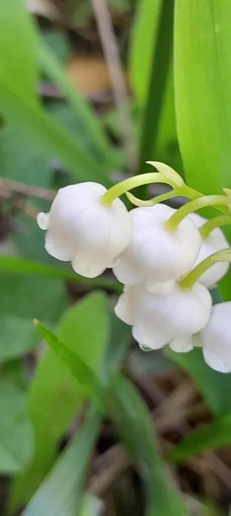 Ismerd meg a Gyöngyvirág (Convallaria majalis) fajtáit, gondozását és teleltetését! Tudd meg az öntözési módszereket és a kártevők elleni védekezést.