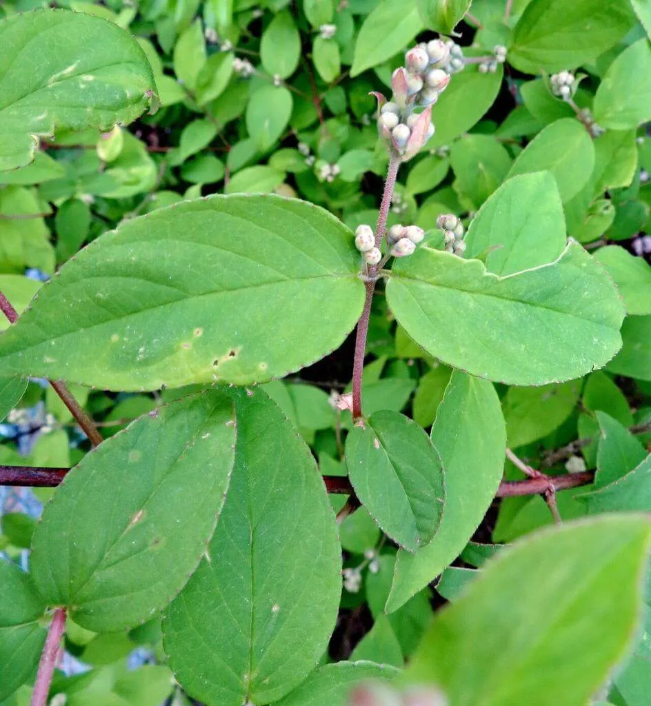 Ismerd meg a Gyöngyvirágcserje (Deutzia crenata) legfontosabb tudnivalóit! Fedezd fel fajtáit, gondozását, teleltetését és kártevőkkel szembeni védekezést.