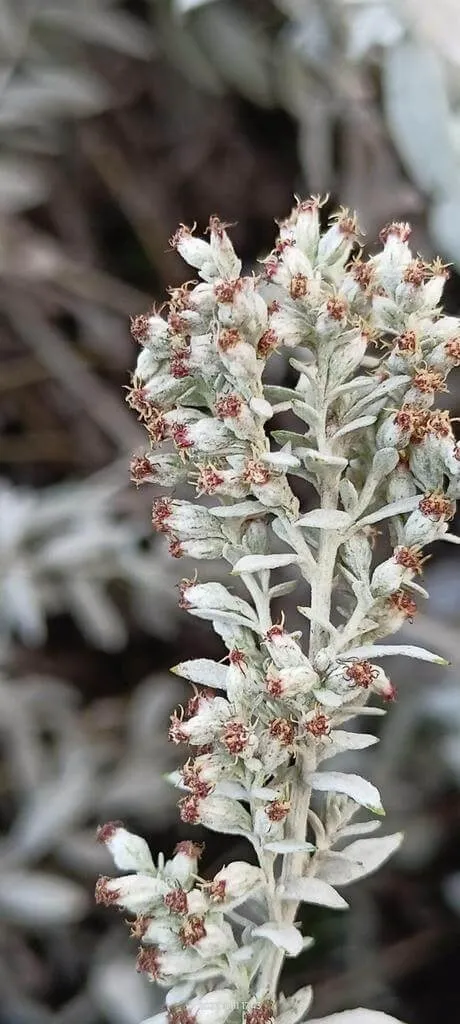 Ismerd meg a Gyopáros üröm (Artemisia ludoviciana) fajtáit mint a Silver King és Regal Mist, gondozását, teleltetését és gyakori betegségeit. Tudd meg hogyan kell helyesen öntözni!