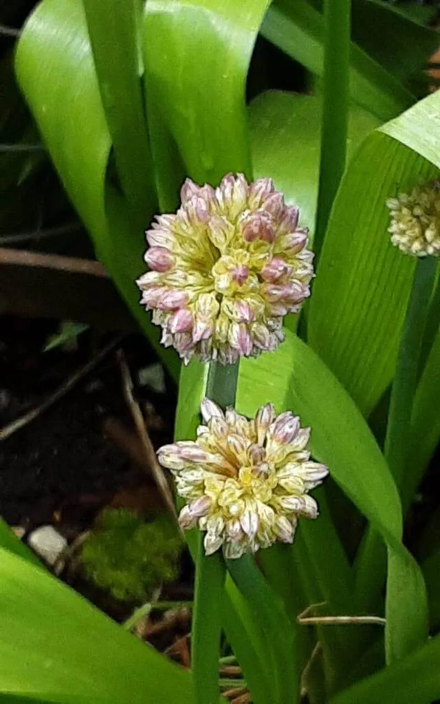 Fedezd fel a Győzedelmes hagymát (Allium victorialis) - ismerd meg fajtáit, gondozását, teleltetését! Tudd meg hogyan kell öntözni és védekezni a kártevők ellen!