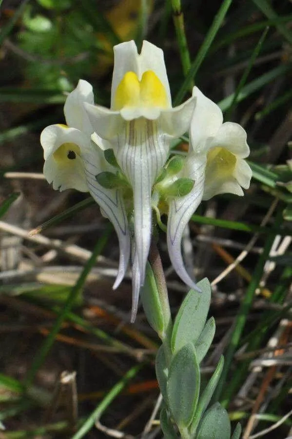 Ismerd meg a Gyújtoványfű (Linaria supina) különböző fajtáit és gondozási módszereit! Tudd meg hogyan kell helyesen ültetni, teleltetni és metszeni ezt a csodás növényt. Fedezd fel leggyakoribb kártevőit és betegségmegelőzési technikákat.