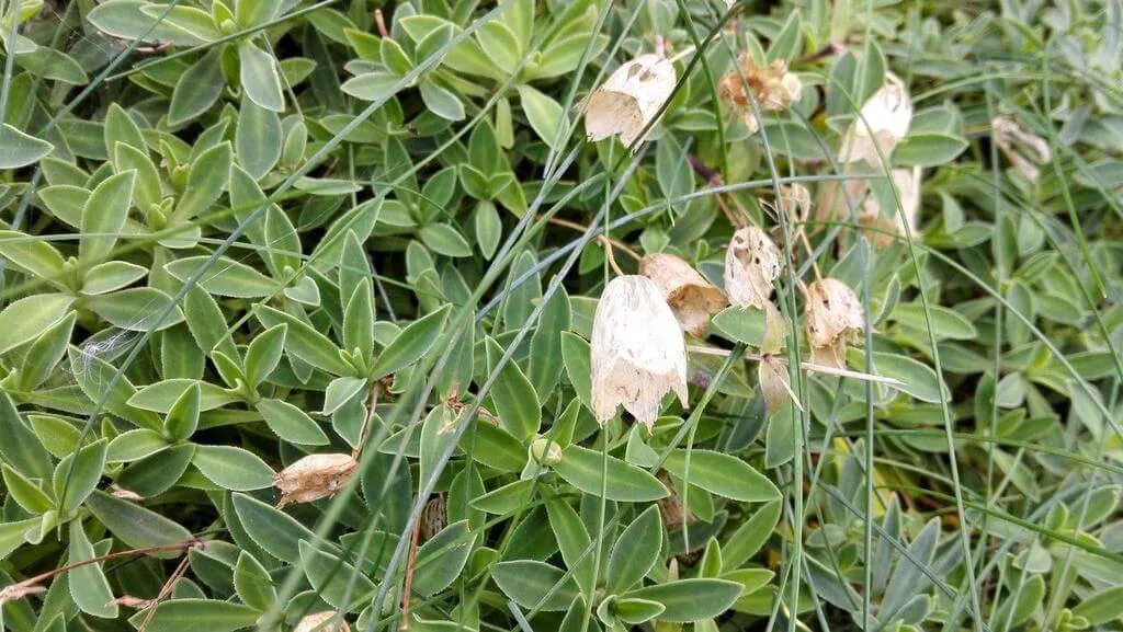 Ismerd meg a Habszegfű (Silene uniflora) fajtáit, gondozását és teleltetését. Tudd meg hogyan kell öntözni és szaporítani ezt a gyönyörű növényt!