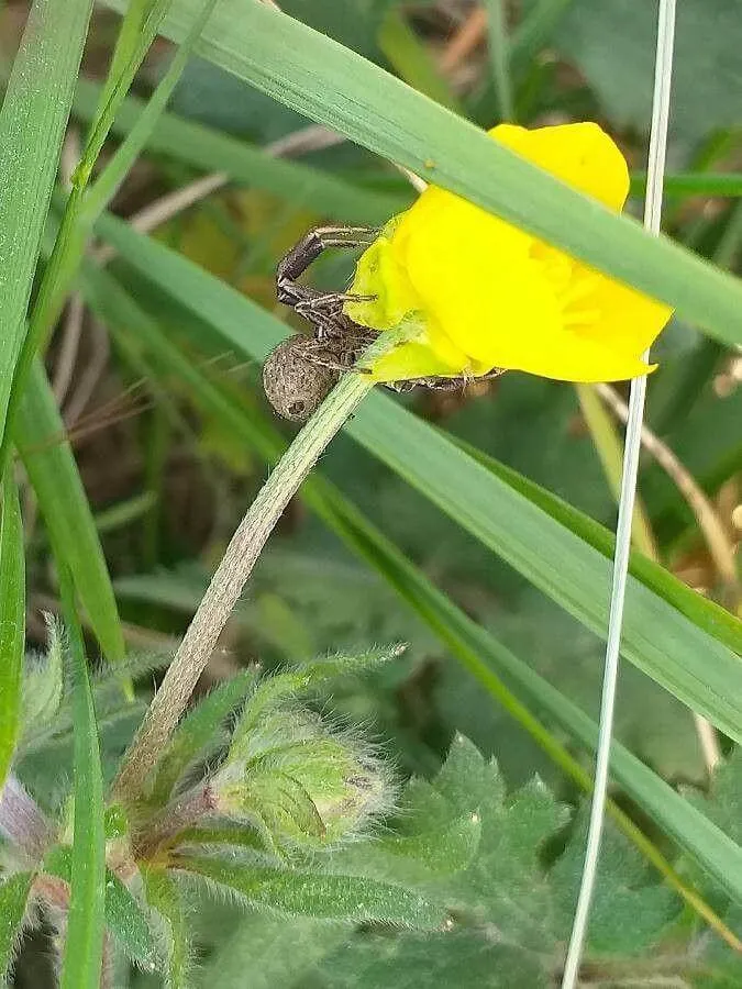 Fedezd fel a Hagymás boglárkát (Ranunculus bulbosus)! Ismerd meg fajtáit, gondozási igényeit, öntözési módszereit és kártevőivel kapcsolatos tudnivalókat. Tudd meg mikor érdemes metszeni!