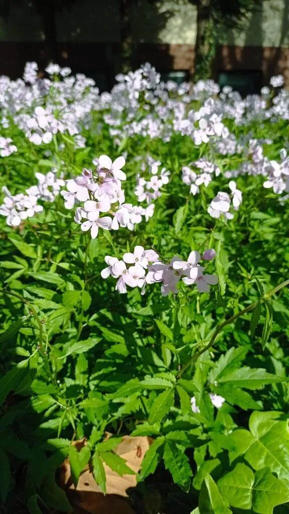 Ismerd meg a Hagymás fogasírt (Cardamine bulbifera)! Tudd meg fajtáit, gondozását, teleltetését és öntözési technikáit. Olvasd el a kártevők elleni védekezést és a gyakori betegségeket!