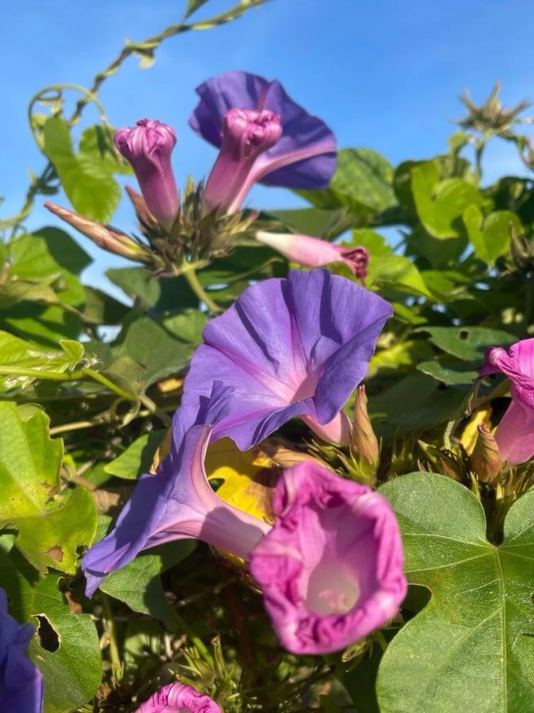 Ismerd meg a Hajnalka (Ipomoea indica) fajtáit és jellemzőit! Tudd meg hogyan kell gondozni, teleltetni, öntözni. Olvasd el a gyakori kártevőkről és betegségekről is!