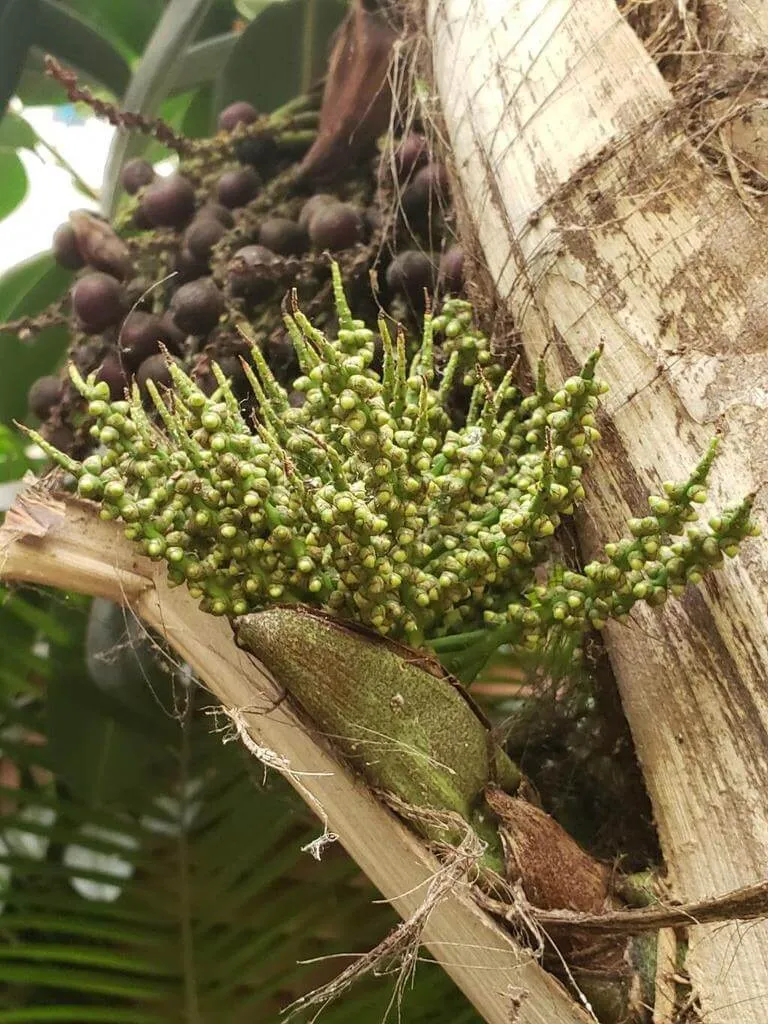 Ismerd meg a Halfarokpálmát (Caryota mitis)! Fedezd fel fajtáit, gondozási igényeit, ideális teleltetését és leggyakoribb betegségeit. Tudd meg hogyan kell öntözni és metszeni!