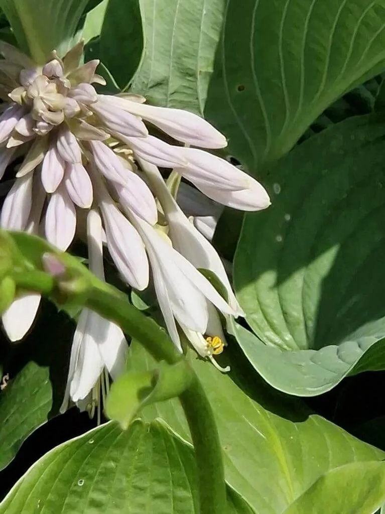 Fedezd fel a Hamvas árnyliliom (Hosta sieboldiana) fajtáit, gondozását és teleltetését. Ismerd meg az öntözési módszereket és a kártevők elleni védekezést!