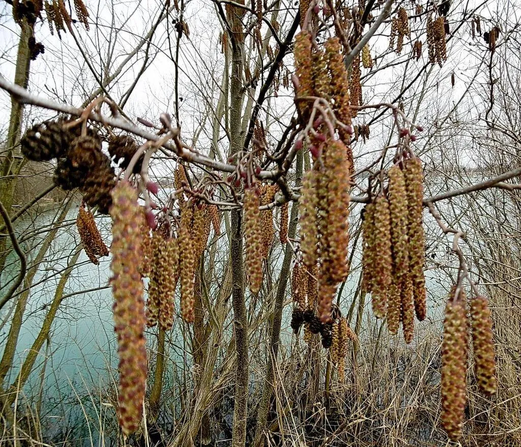 Ismerd meg a Hamvas éger (Alnus incana) fajtáit és jellemzőit! Tudd meg, hogyan kell gondozni őket, milyen teleltetési módszereket alkalmazhatsz, valamint ismerkedj meg a leggyakoribb kártevőkkel és betegségekkel.