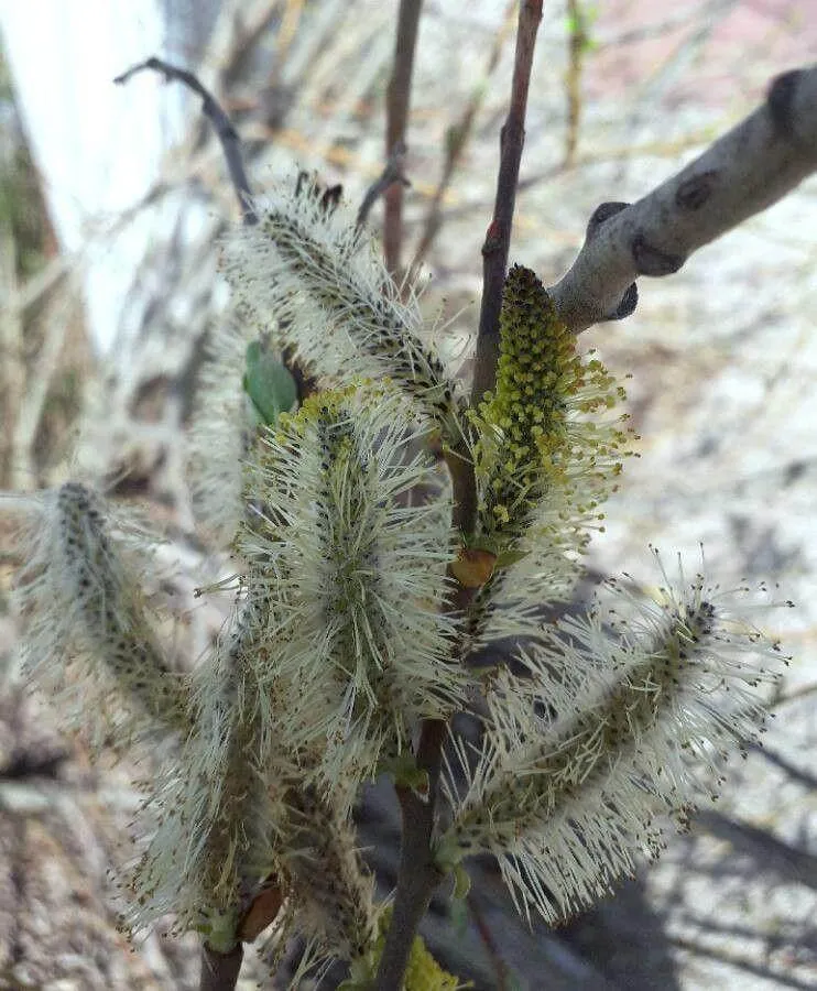 Ismerd meg a Hamvas fűz (Salix cinerea) különböző fajtáit, gondozását, ültetését és teleltetését. Tudd meg hogyan védekezhetsz kártevők ellen és milyen gyakori betegségek érinthetik!