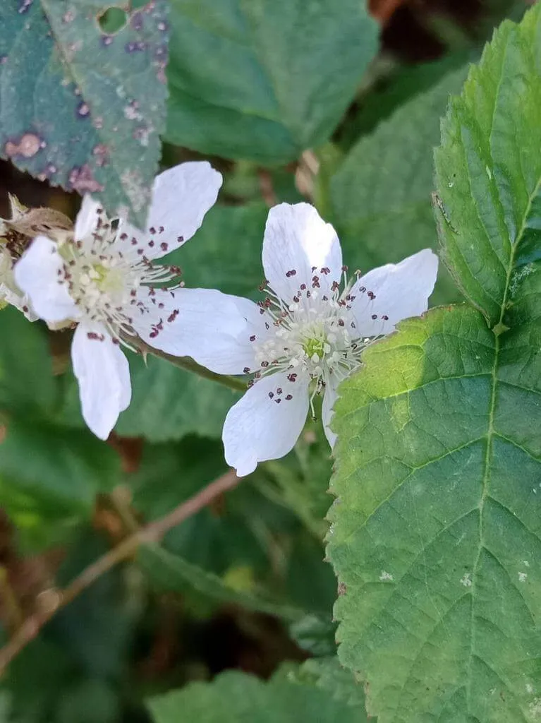 Fedezd fel a Hamvas szeder (Rubus caesius) fajtáit, gondozását és teleltetését! Tudd meg hogyan kell öntözni, metszeni és védekezni a kártevők ellen.