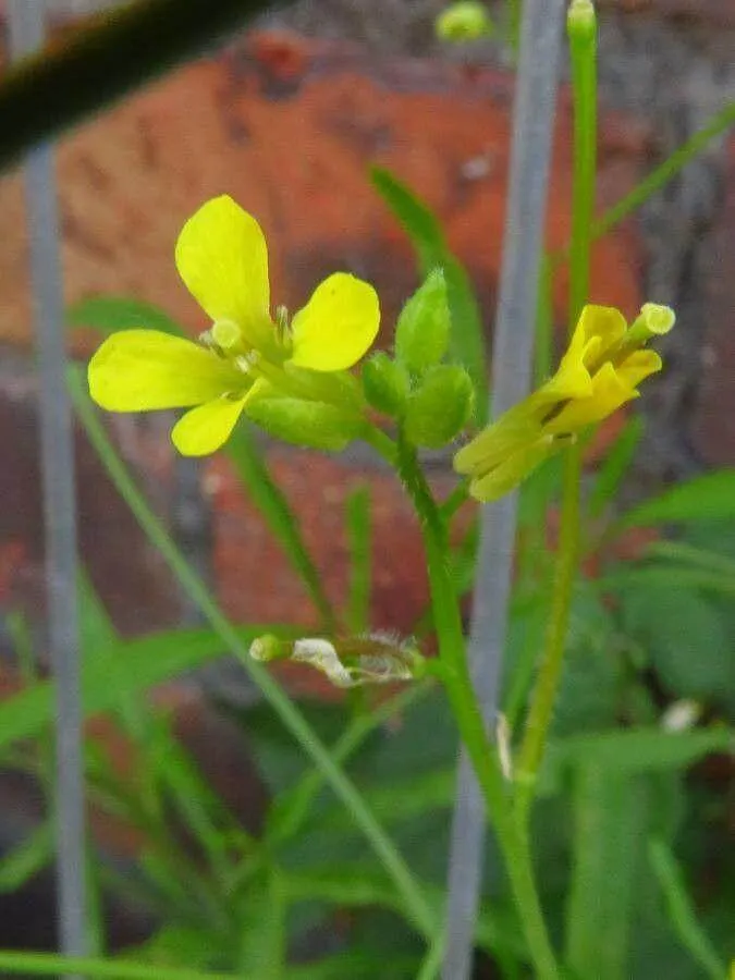 Hamvas zsombor (Sisymbrium orientale): fajtái, ültetése, metszése és betegségei