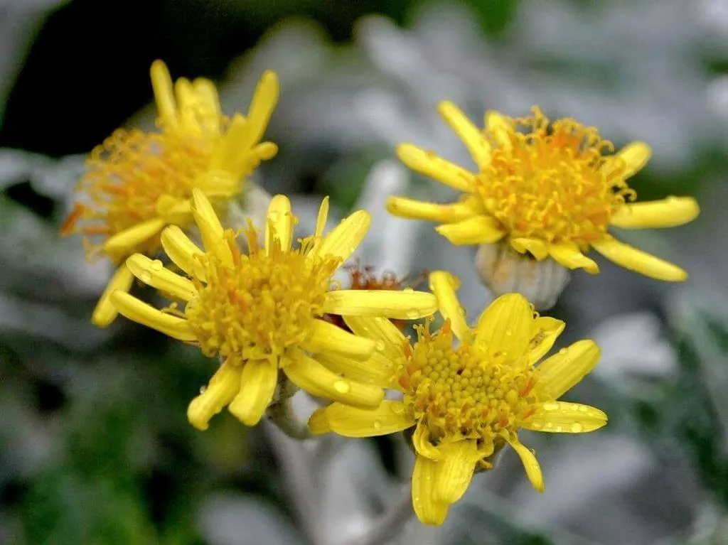 Ismerd meg a Hamvaska (Centaurea cineraria) fajtáit (Silvery, Alba), gondozását, teleltetését és leggyakoribb betegségeit. Tudd meg hogyan kell öntözni és metszeni ezt a gyönyörű évelő növényt!