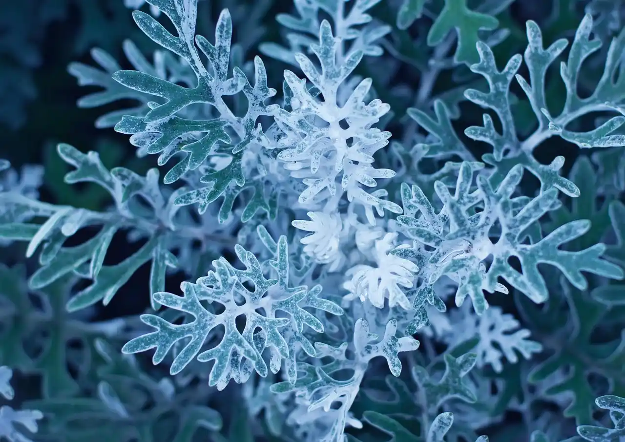 Hamvaska (Jacobaea maritima): Fajták, Gondozás, Ültetés és Betegségek