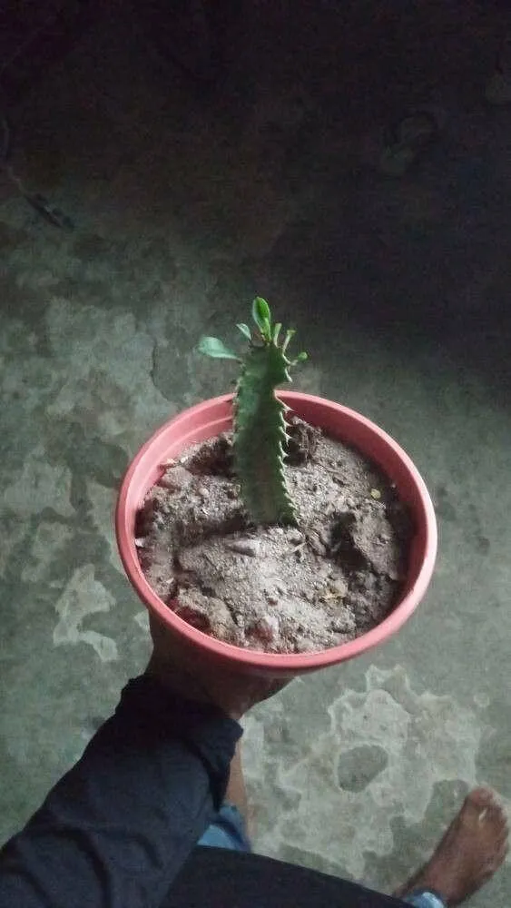 Ismerd meg a Háromélű kutyatejet (Euphorbia trigona) - fajtáit, gondozását, teleltetését és leggyakoribb betegségeit. Tudd meg hogyan kell metszeni és szaporítani ezt a különleges növényt!