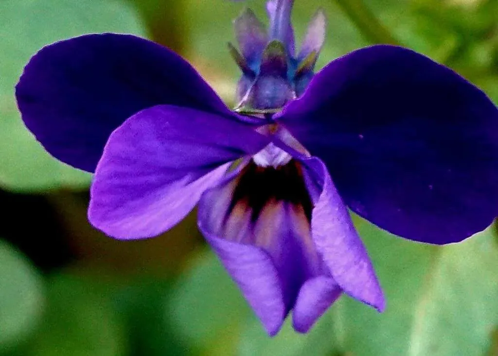 Ismerd meg a Háromszínű árvácskát (Viola tricolor)! Fedezd fel fajtáit, gondozási tippeket, teleltetést és a leggyakoribb kártevőket. Tudd meg hogyan kell helyesen ültetni!