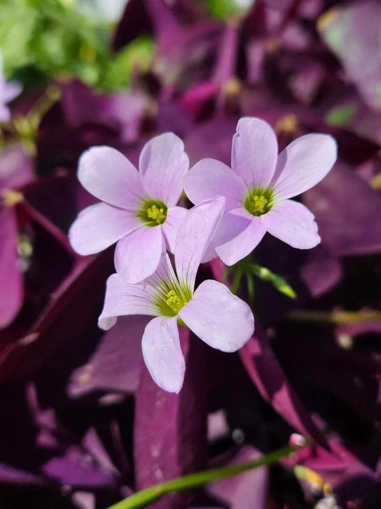 Ismerd meg a Háromszögletű madársóska (Oxalis triangularis) fajtáit, gondozási igényeit, teleltetését és öntözési módszereit. Tudd meg az átültetés fontosságát és hogyan védekezhetsz a kártevők ellen!