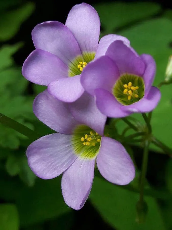 Háromszöglevelű madársóska (Oxalis latifolia): Fajták, Ültetés, Metszés és Betegségek