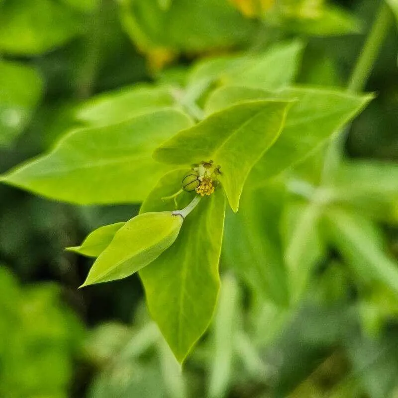 Ismerd meg a Hasindító kutyatejet (Euphorbia lathyris)! Fedezd fel fajtáit, gondozását, teleltetését és kártevőivel kapcsolatos tudnivalókat. Tudd meg mikor érdemes metszeni!