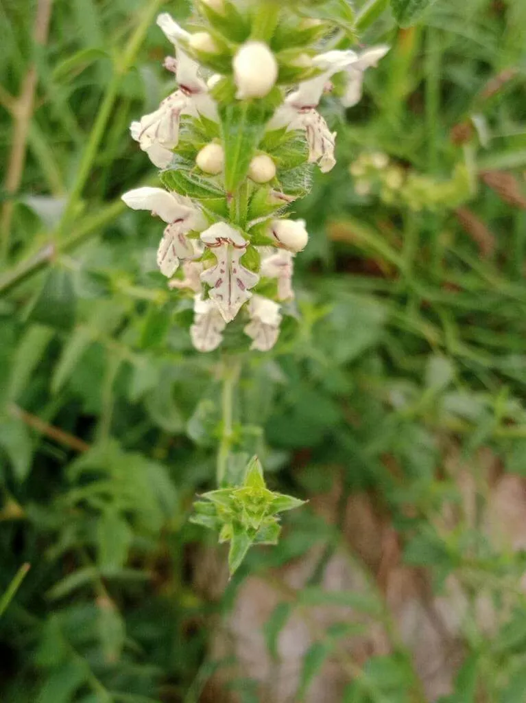 Ismerd meg a Hasznos tisztesfűt (Stachys recta)! Fedezd fel fajtáit, gondozási módszereit, öntözési technikáit és teleltetését. Tudd meg a kártevők elleni védekezés titkait is!