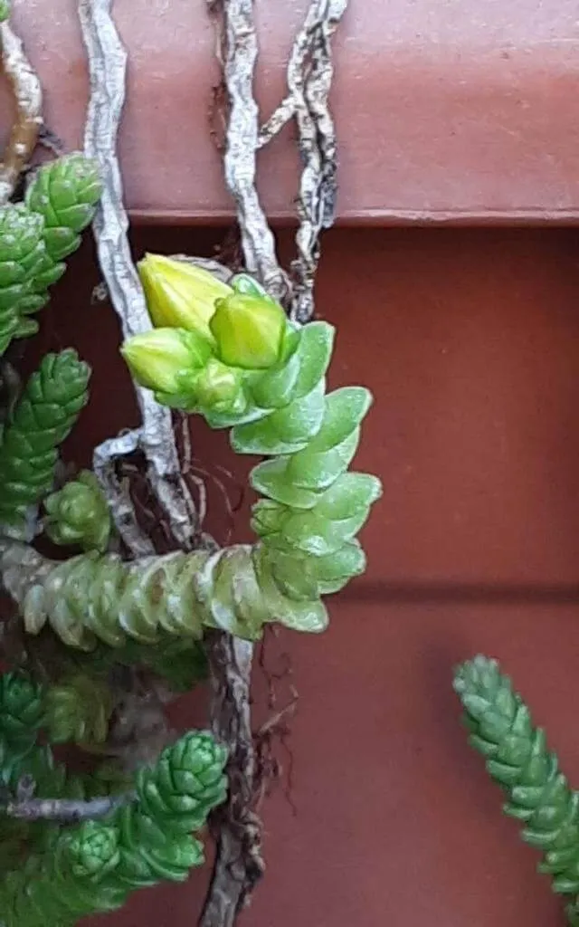 Ismerd meg a Hatsoros varjúháj (Sedum sexangulare) különböző fajtáit, gondozási módszereit és teleltetési tippeket. Tudd meg az öntözési titkokat és a kártevők elleni védekezést is!